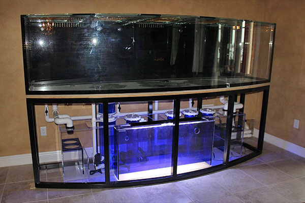 500 gallon custom glass Bowfront reef system