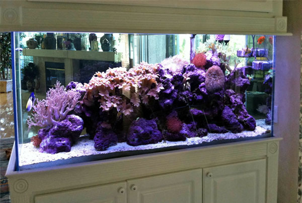 Tampa Aquarium Service Residential Installation